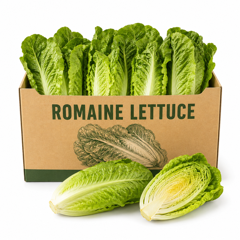 Romaine Lettuce